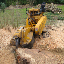 boomstronken boomstronken