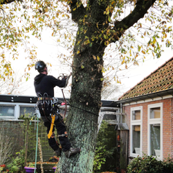 boomveiligheidscontrole boomveiligheidscontrole